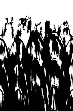 siyah ve beyaz grunge arkaplanı 