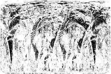 siyah ve beyaz grunge arkaplanı