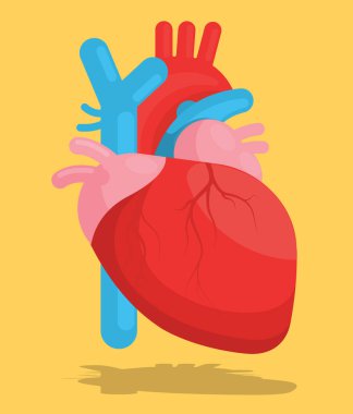 Kalp İnsan Organ Vektörü İllüstrasyonu