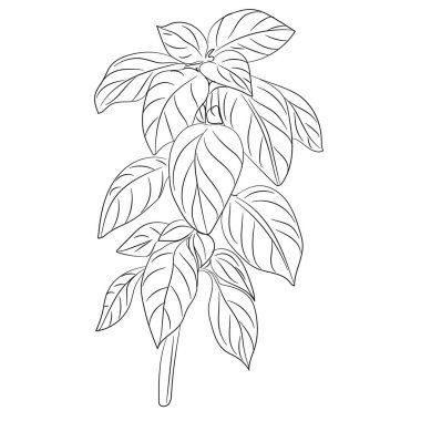 Beyaz arkaplanda Herb Garden, vektör illüstrasyonu              