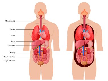 İnsan Vücut Anatomisinin vektör çizimi