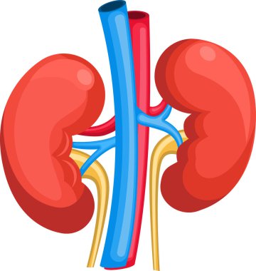 İnsan böbrekleri ikonu. Düz dizayn. vektör illüstrasyonu