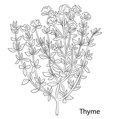 Beyaz arkaplanda kekik bahçesi, vektör illüstrasyonu              