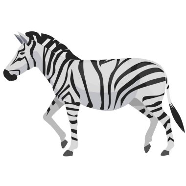 Beyaz arka planda izole edilmiş genç ve güzel bir zebra. Hayvanat bahçesi hayvanı