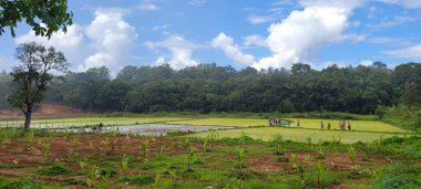 Muson mevsimi zamanında tarım arazisi.