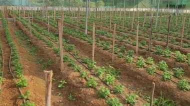 Domatesli yeşil tarla