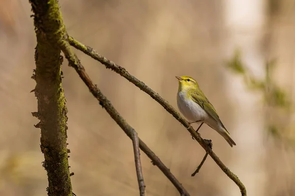 Pássaro Selvagem Cantado Pássaro Amarelo Verde Branco Bruxo Madeira Pousando — Fotografia de Stock
