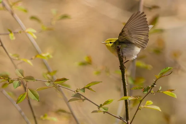 Pássaro Cantado Selvagem Pássaro Amarelo Verde Branco Bruxo Madeira Pousando — Fotografia de Stock