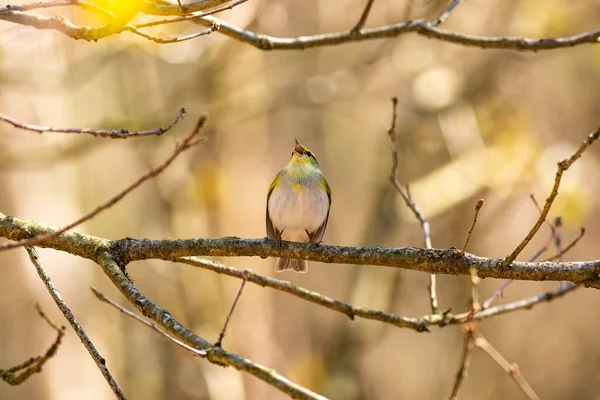 Pássaro Selvagem Pássaro Amarelo Verde Branco Bruxo Madeira Pousando Pequeno — Fotografia de Stock