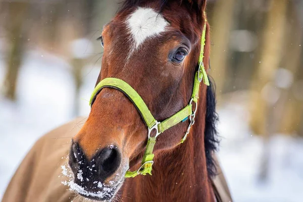Close up image of a brown horse head with white spot on the forehead and green halter standing in a paddock on a winter day. White snow and trees in the background.