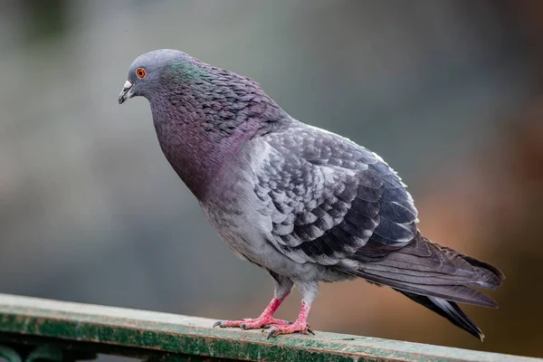 Image Rapprochée Pigeon Domestique Gris Violet Bleu Avec Œil Orange — Photo