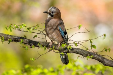 Avrasya kuşu, taze yeşil yaprakları olan bir dala tünemiş meraklı bir kuş. Renkli bir geçmiş. Parkta güneşli bir bahar günü. 