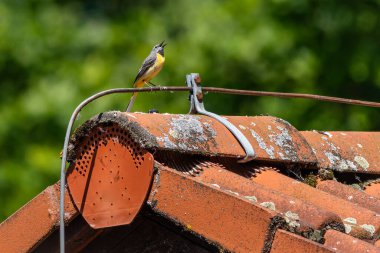 Kırmızı çatı fayanslarının üzerine konmuş bir yıldırım kondüktörüne tünemiş gri bir kuyruk şarkı söylüyor. Arka planda yeşil yapraklar var. Güneşli bir gün.