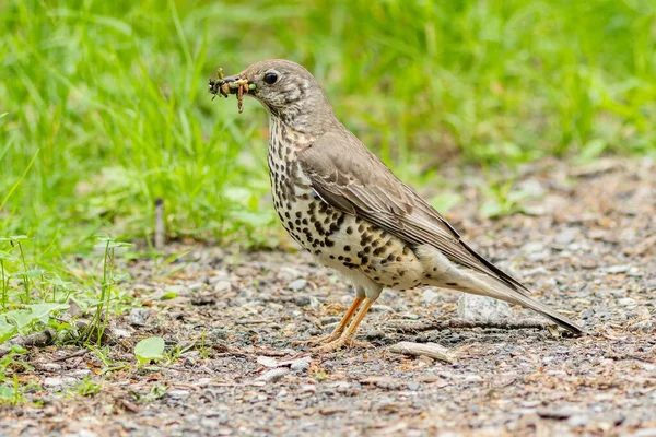 stock image The song thrush, the black spotted bird, standing on a sandy path in a park with insect food in its beak. Green grass in the background.