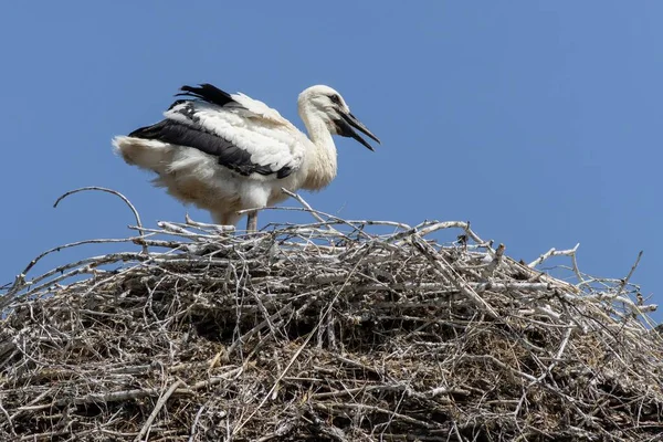 Young black and white stork standing on the nest made of little twigs. Sunny spring day, blue sky in the background.
