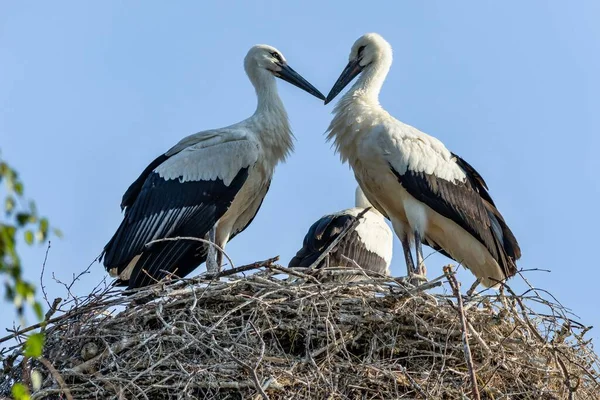 Two black and white storks, siblings, standing on the nest made of little twigs. Their beaks touching in a shape of a heart. Sunny summer day with clear blue sky.