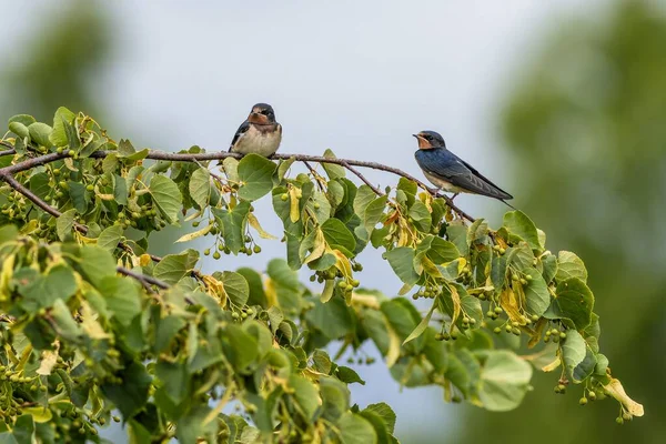 stock image Two cute young birds, the barn swallows with red chin, perching on a lime tree with green leaves. Blue sky in the background.