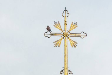 Prag 'daki bir kilisenin tepesindeki altın haça tüneyen Avrasyalı bir kerkenez. Şehirde kuş var..