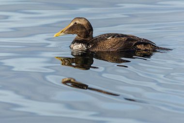 Mavi suda yüzen sarı gagalı kahverengi bir su kuşu olan sıradan bir kemirgenden genç bir erkek. Göl kenarında güneşli bir gün.