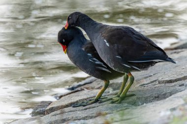 A couple of common moorhens, black and brown birds with a red and yellow beak and green legs, performing display on the stone shore by a lake. Grey water in the background.  clipart