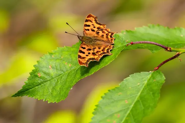 stock image Bright orange and black spotted butterfly, Polygonia c-album, with spread wings, sitting on a green leaf. Summer sunny day. Blurry yellow and brown background.