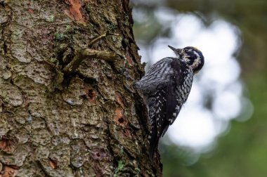 Avrasyalı üç parmaklı ağaçkakan, siyah beyaz bir erkek, kozalaklı bir ormandaki ağaç kabuğuna tırmanıyor..