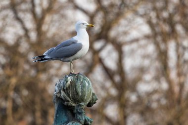 A large white Caspian gull with yellow beak standing on the green Vltava statue by the river. Brown trees in the background. Winter time in the Czech capital city, Prague.  clipart