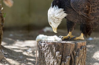Amerikan Kel Kartalı, yerli halkın ruhani bir sembolüdür..