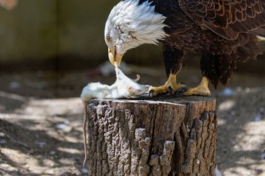 Amerikan Kel Kartalı, yerli halkın ruhani bir sembolüdür..
