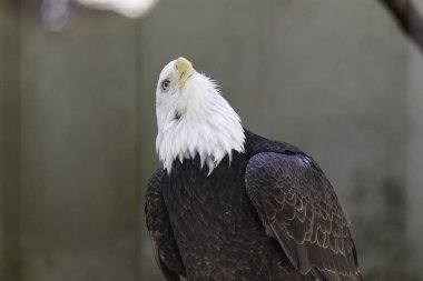 Amerikan Kel Kartalı, yerli halkın ruhani bir sembolüdür..