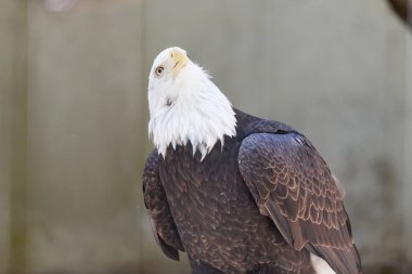 Amerikan Kel Kartalı 'nın manzarası