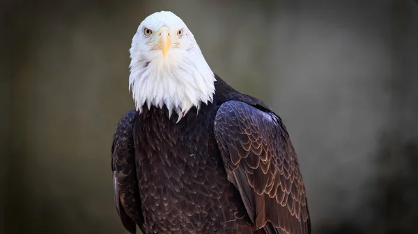 A view of American Bald Eagle