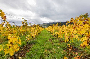 Portekiz 'deki Douro Vadisi şaraphanelerinde üzüm ve manzara
