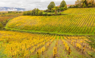 Portekiz 'deki Douro Vadisi şaraphanelerinde üzüm ve manzara