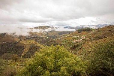 Portekiz 'deki Douro Vadisi şaraphanelerinde üzüm ve manzara