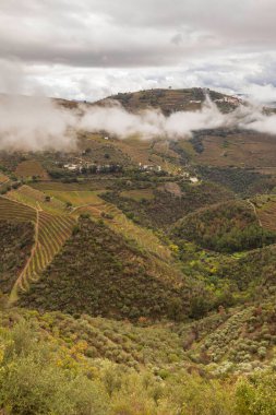 Portekiz 'deki Douro Vadisi şaraphanelerinde üzüm ve manzara