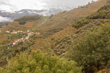Portekiz 'deki Douro Vadisi şaraphanelerinde üzüm ve manzara