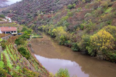 Portekiz 'deki Douro Vadisi şaraphanelerindeki üzüm ve manzaraların manzarası