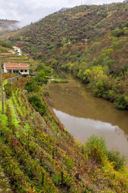 Portekiz 'deki Douro Vadisi şaraphanelerindeki üzüm ve manzaraların manzarası