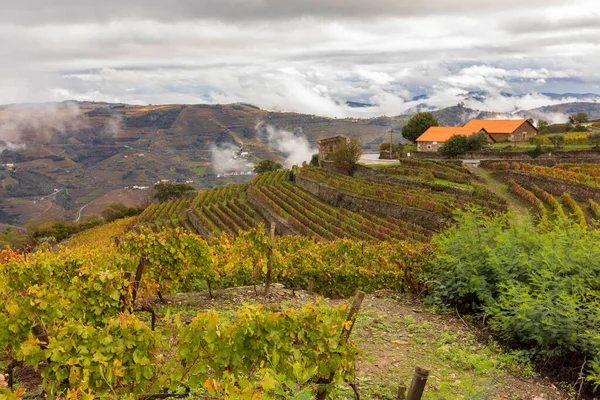 葡萄牙杜罗山谷酒厂的葡萄和风景景观 免版税图库照片