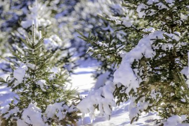Bir çiftlikte yetişen Noel Ağacı karla kaplıydı.