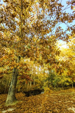 Güzel bir tabiat manzarası Sonbahar manzarası
