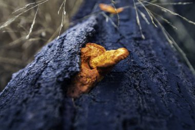 bir orman içinde büyüyen yabani mantar.