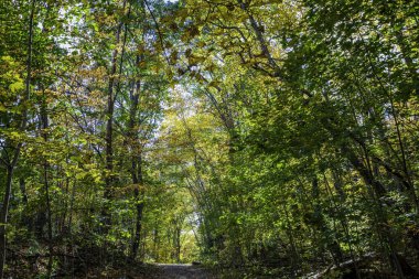 Güzel bir tabiat manzarası Sonbahar manzarası