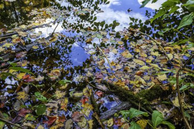 Orman göl güzel sonbahar renkleri.