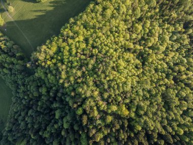 Ormanlı dağ manzarası