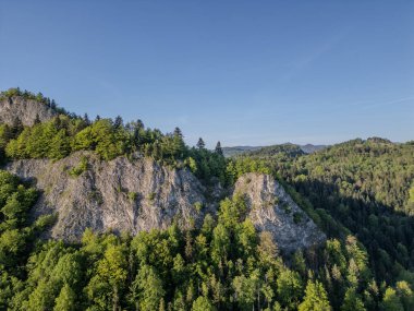 Dağlardaki yeşil orman