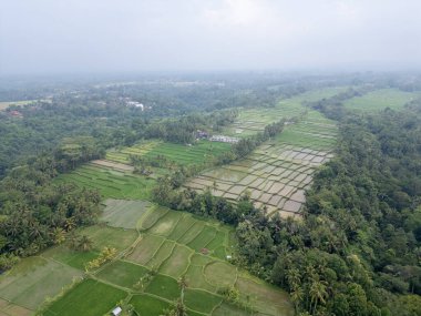 Pirinç tarlalarının havadan görünüşü, Bali, Endonezya.