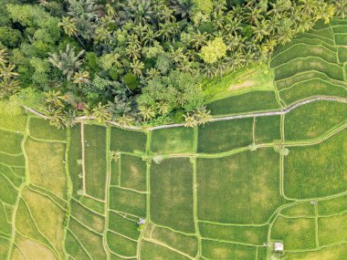 Filipinler 'de pirinç tarlası. Hava manzaralı. Pirinç tarlası, Filipinler, Asya. Asya 'daki pirinç tarlası