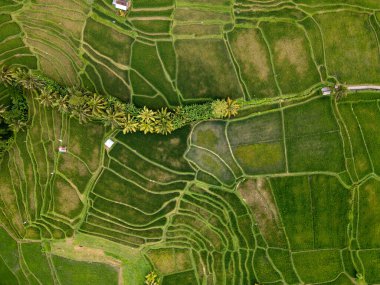 Bali 'deki tarlalarda pirinç terasları